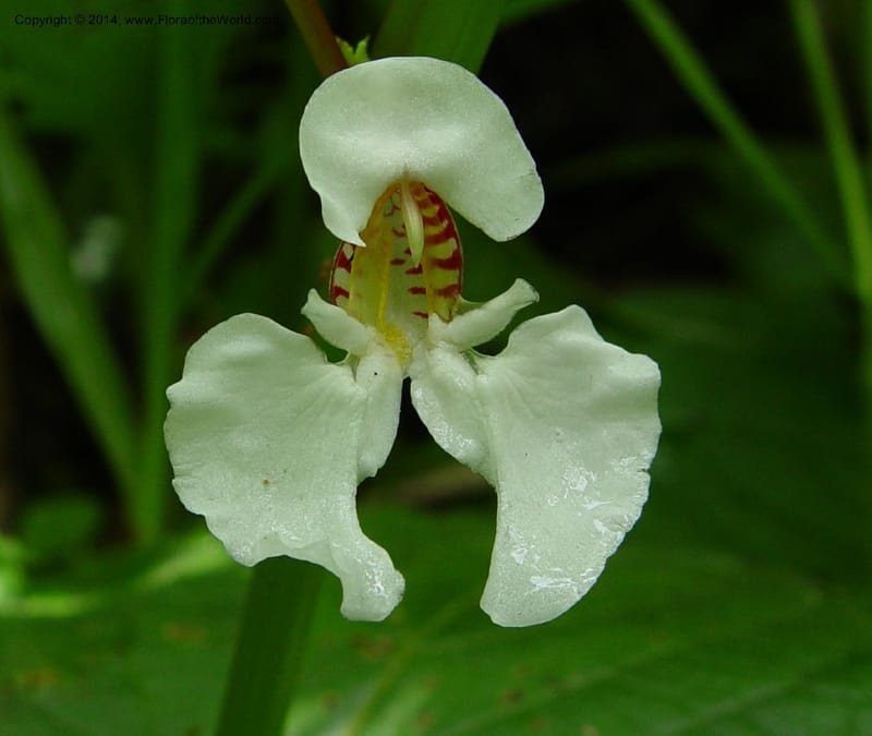 Impatiens burtonii cf--Cameroon. Mt. Cameroon. 5 Dec 03. 032a (1).jpg