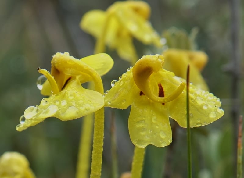Pedicularis, C. Davidson 13785--China. Sichuan. Daocheng Xian. 14 Aug 2017. DSC05676 (13).JPG