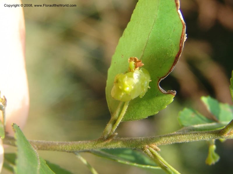 Maytenus peduncularis--So.Africa. Mpumal. Buffelskloof Private Nat. Res. 17 Mch 05. 221.jpg
