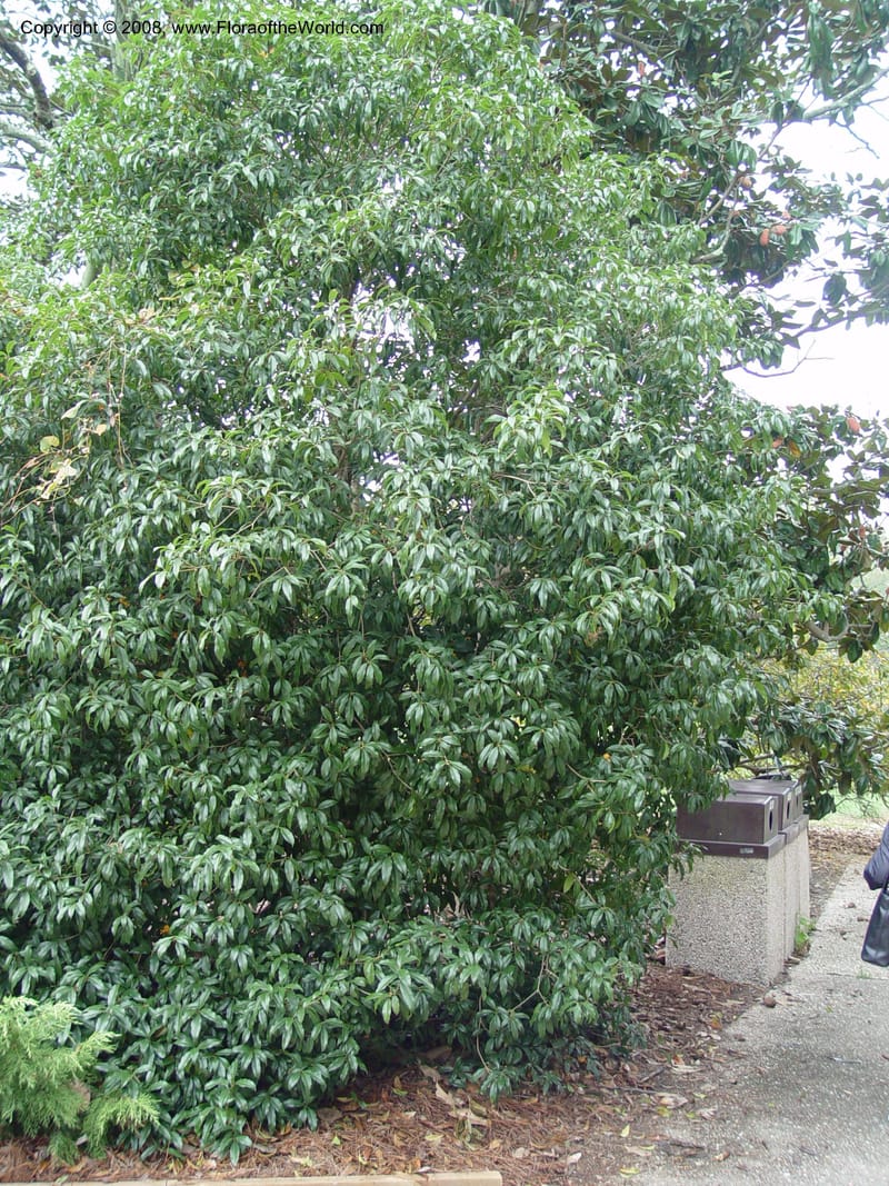 Osmanthus fragrans--NC. Sarah P. Duke Garden, Durham. 11 Oct 03. 061.jpg