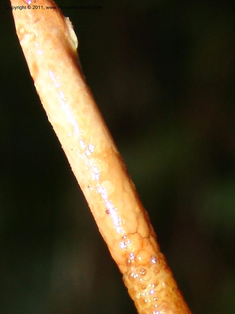 Philodendron deltoideum, RVasquez 31576--Peru. Prov.  Oxa. Estac. Paujil. Camino  Pozo Tigre. 17 Oct 06. 203 (1).jpg