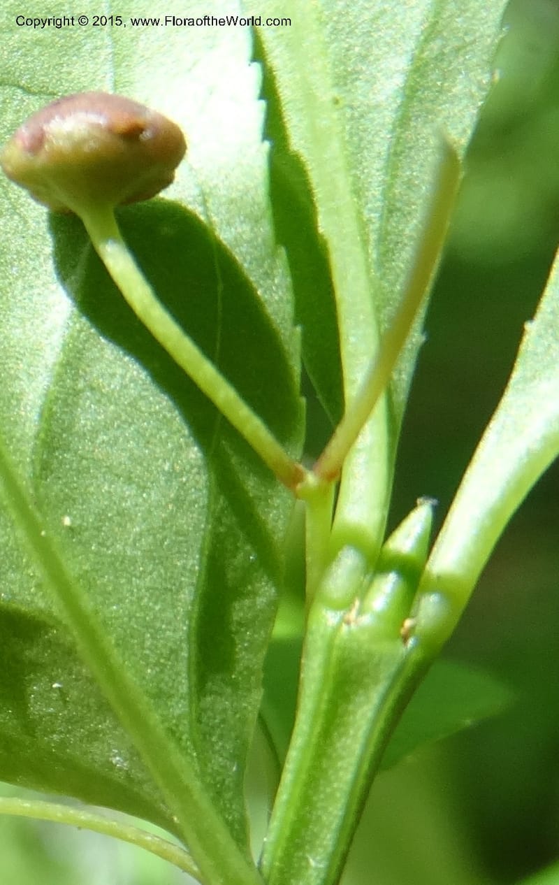 Euonymus obovatus, Davidson, C 12987--North Carolina. Clay Co. Perry Gap Rd, Barnard's Cr. 13 May 2015. DSC04860 (207).JPG