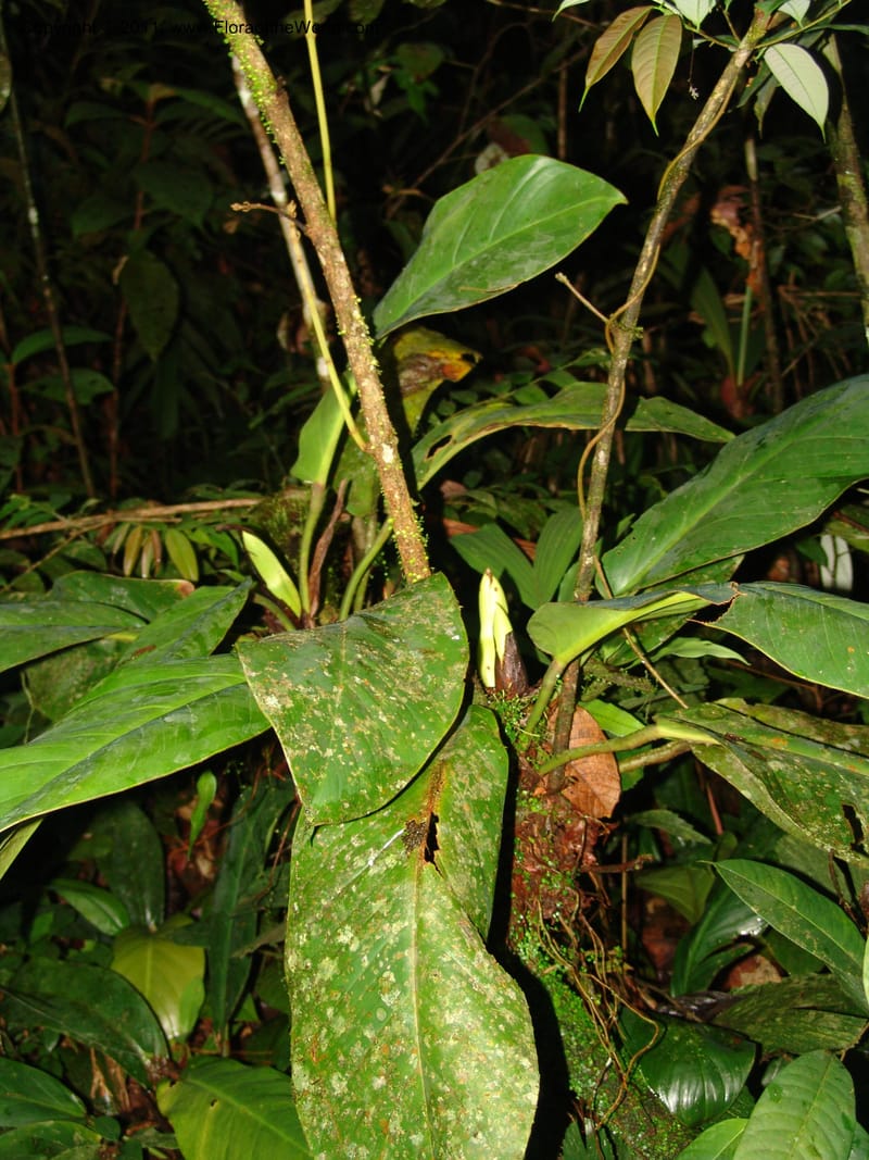 Philodendron, RVasquez31562--Peru. Prov. Oxa. Estac. Paujil. Send. El Mirador. 16 Oct 06. 510.jpg