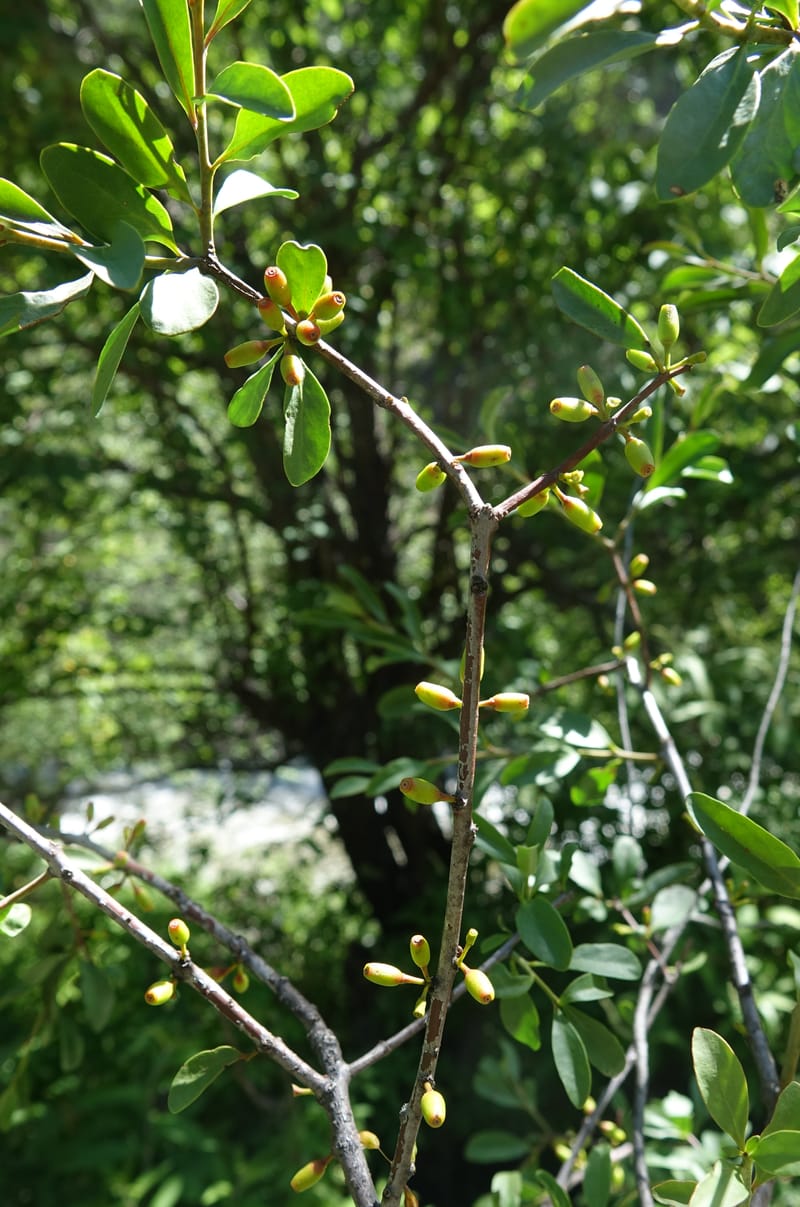 Taxillus delavayi var. delavayi, D. Boufford 43988--China. Sichuan. Yibailingba-gou. 12 Aug 2017. DSC04660 (559).JPG