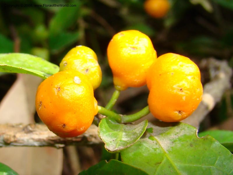 Morinda jasminoides--Australia. Royal Botanic Garden, Melbourne. 19-20 Mch 08. 025.jpg