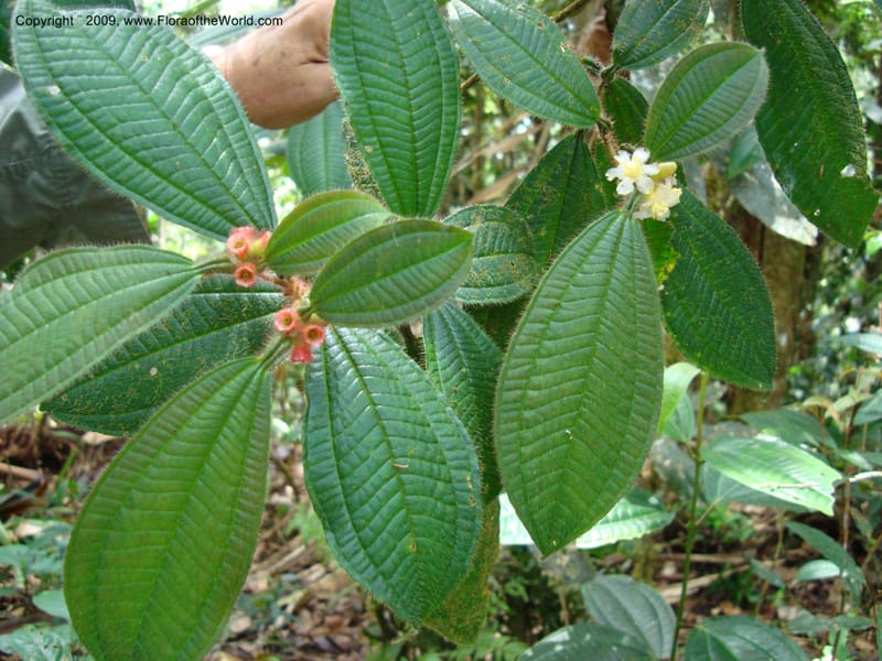 Tococa, D. Neill 15936--Ecuador.Prov.ZamoraC.WawaimePlotEcuacorriente 22 Sep 2007 161 (24).jpg