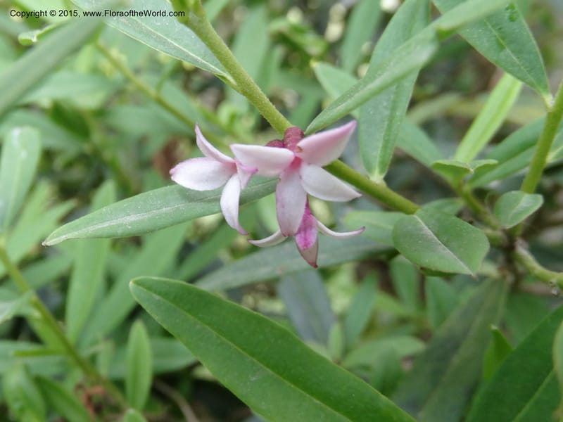 Daphne, Boufford, D 43593--China. Sichuan. Tudiling Tunnel. 6 May 2014. DSC03860 (69).JPG