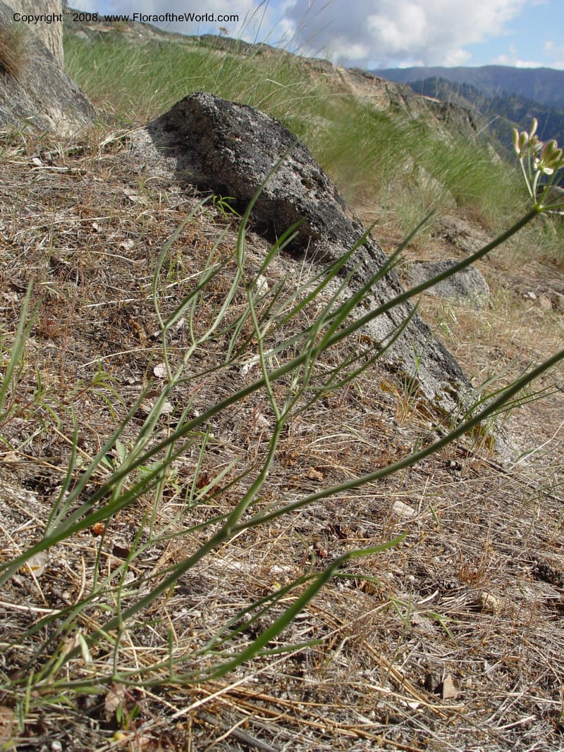 Lomatium triternatum--ID. Idaho Co. Salmon R. Polly Bemis Ranch. 9 May 04. 103.jpg