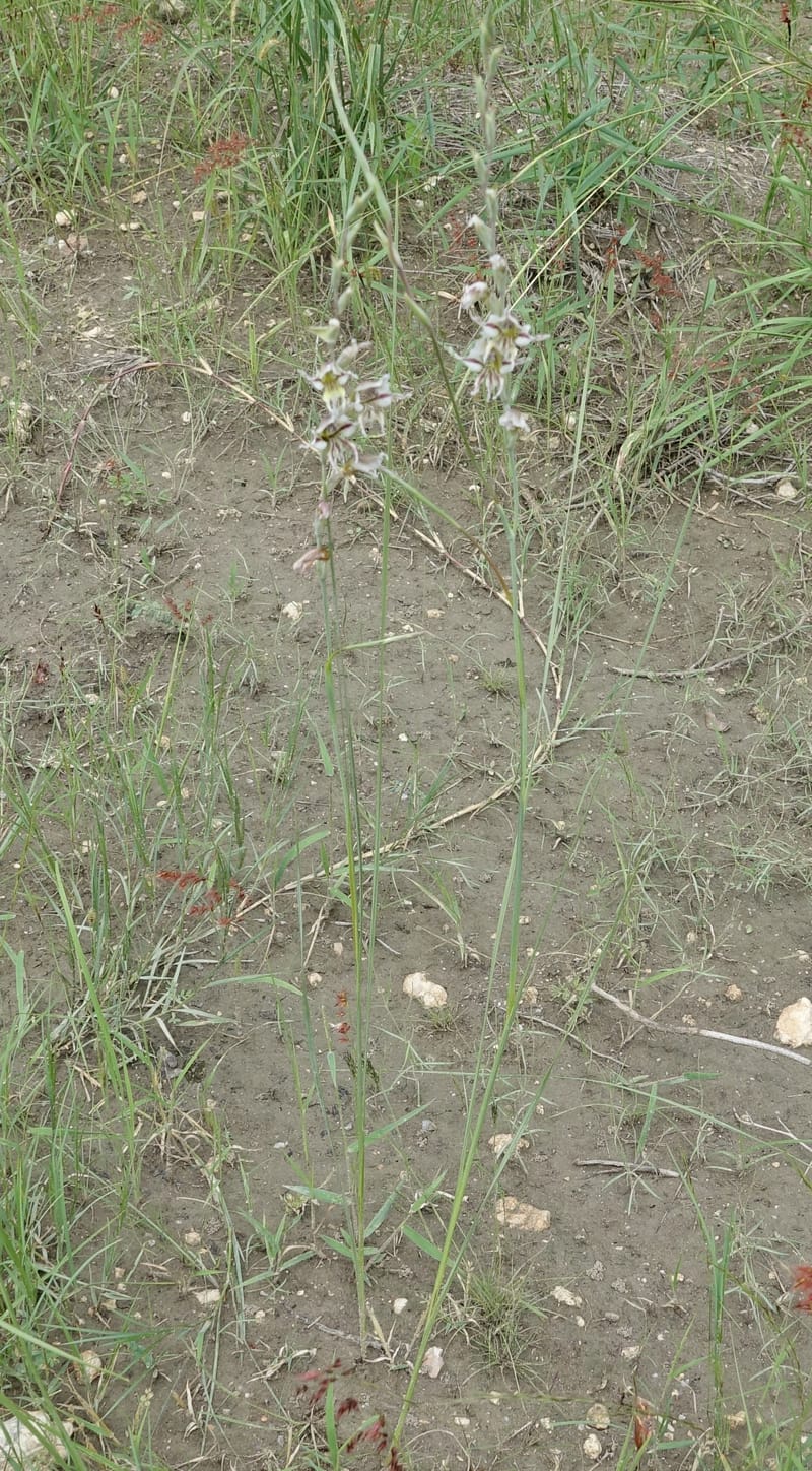 Gladiolus permeabilis, L. Nanyeni 1274--Namibia. Hwy D2859. Odom 418. 30 March 2018. DSC04324 (97).JPG
