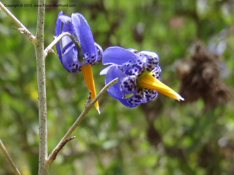 Conanthera bifolia, Davidson, C 12823--Chile. Ruta J-55 east of Talca. 27 Nov 2014. DSC08656 (12).JPG