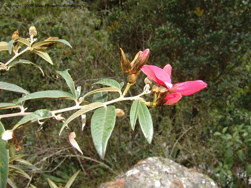 Collaea speciosa, AAraujoM2869--Bolivia. Pq. Nal. Apolobamba. E of Charazani. 16 Sep 06.  171.jpg