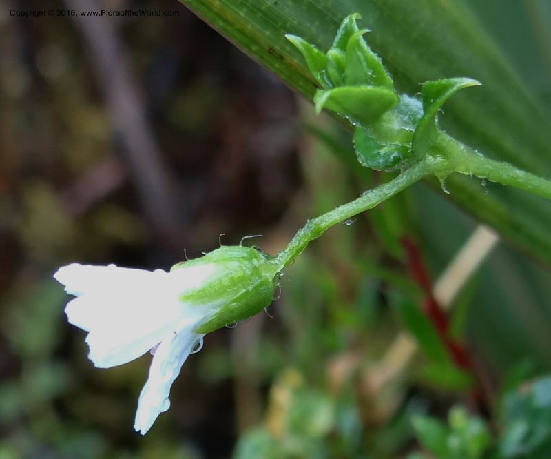 Cerastium, Ulloa, C 2388--Ecuador. Azuay. Matanga. 2 Oct 2012. DSC06351 (282).JPG