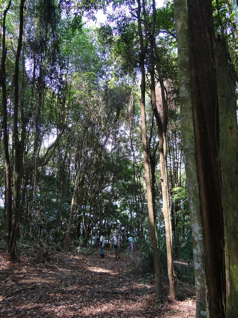 Singapore. Pulau Ubin. 23 Mar 2012. DSC05211 (1).JPG