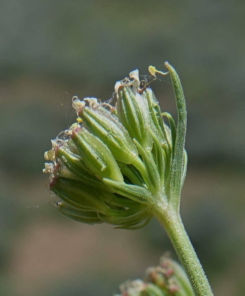 Lomatium simplex, C. Davidson 13563--ID. Blaine Co. Rock Creek Preserve. TNC. 14 May 2017. DSC00477 (89).JPG