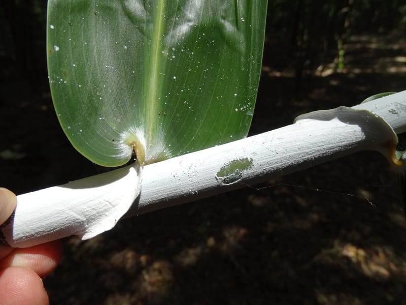Flagellaria, Callmander, M 1254--New Caledonia. Nehoue Forest. 17 Nov 2015. DSC03041 (201).JPG