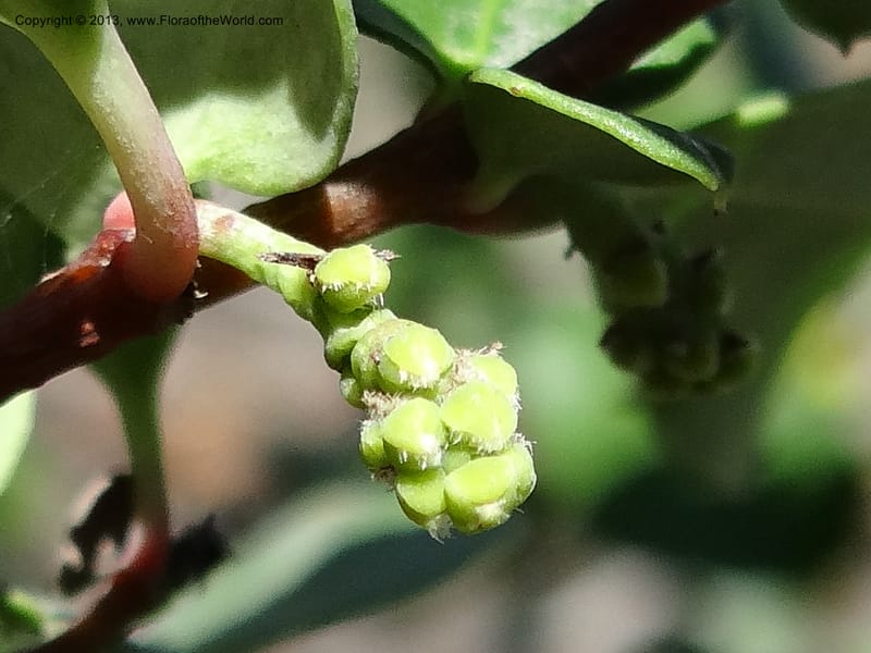 Azara, WDS 34089--Chile. Pte. Polcura.  Odom 11.6. 17 Feb 2013. DSC01159 (153).JPG