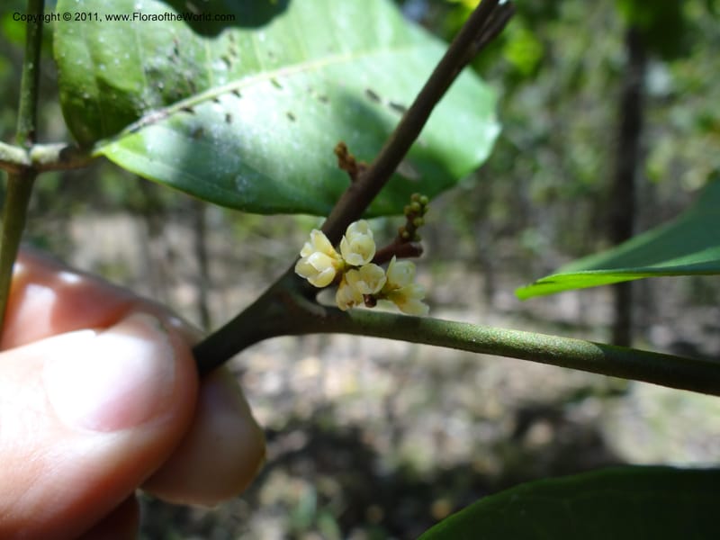 Aglaia euryanthera, B. Gray 9107--Australia. Queensland. Atherton. Halloran's Hill Int. Trail. 28 Sep 2011. (72).JPG