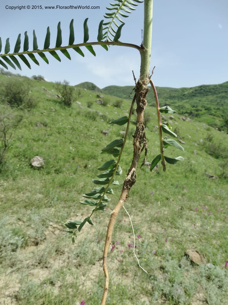 Astragalus trichocalyx, Davidson, C 12434--Georgia (Caucasus). Rustavi Village. 5 Jun 2014. DSC07073 (252).JPG