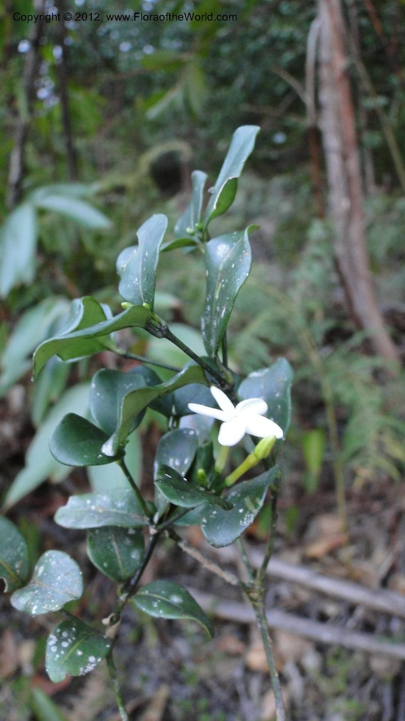 Petchia, N. Manjato 193--Madagascar. E of Ambositra toward Antoetra. 2 May 2010 407.jpg