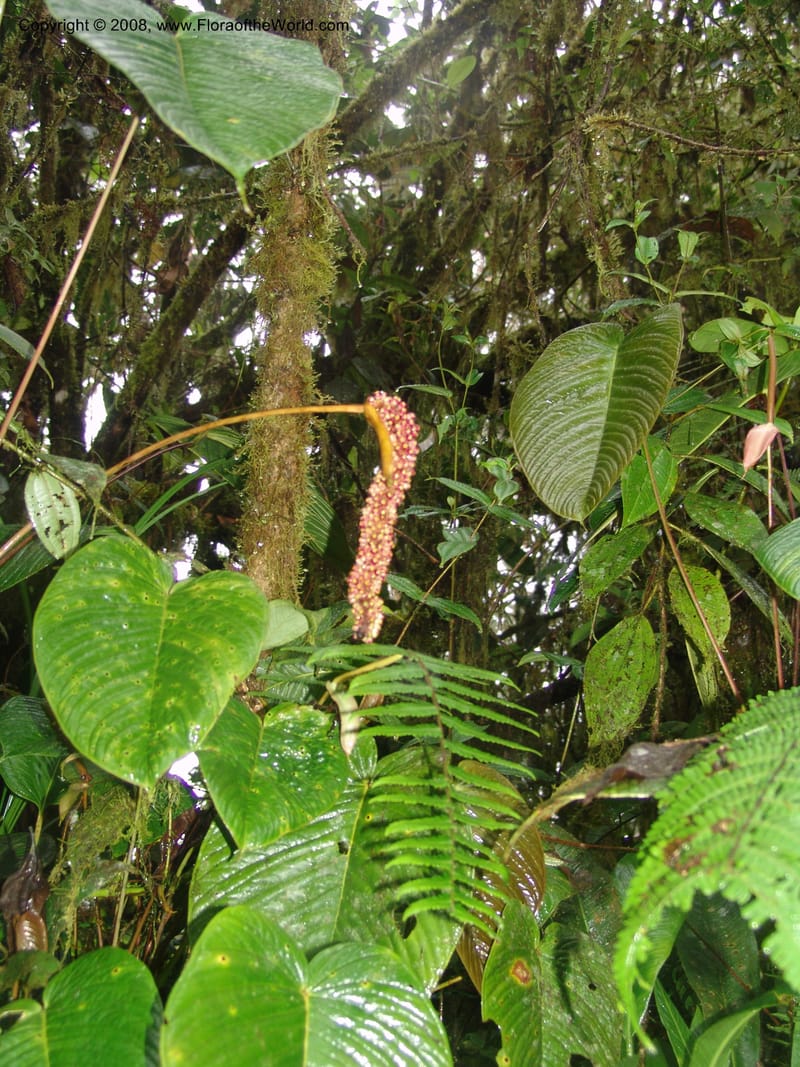 Anthurium longecuspidatum, Croat94384--Ecuador. Res. Bellavista. 9 Feb 05. 089.jpg