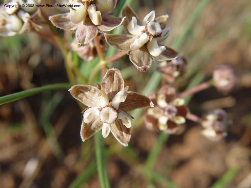 Asclepias cucullata--So. Africa. Drakensberg Mts. Giant's Castle. 4 Oct 03. 009.jpg