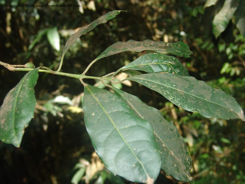 Xymalos monospora--So.Africa. Mpumal. Moodie Mts.  18 Mch 05. 347.jpg