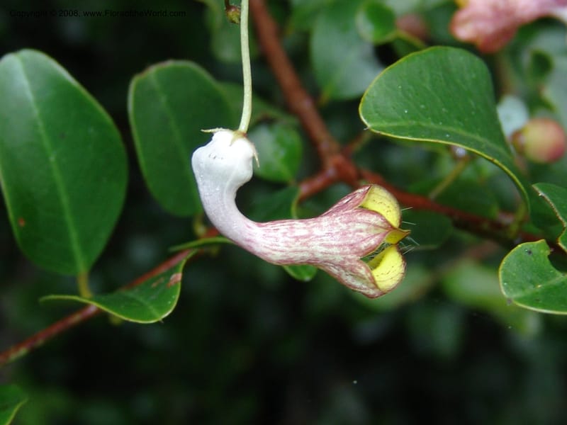 Ceropegia carnosa--So.Africa. E. Cape. Umtiza Nature Res.. 7 Mch 05. 093.jpg