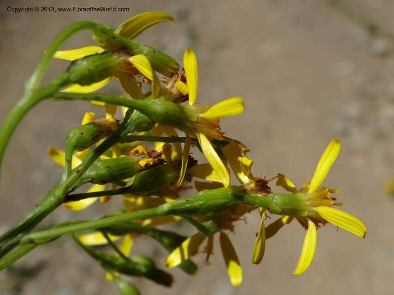 Senecio glaber, W. D. Stevens 34159--Chile, PN Siete Tazas. 21 Feb 2013  99374 (22).JPG