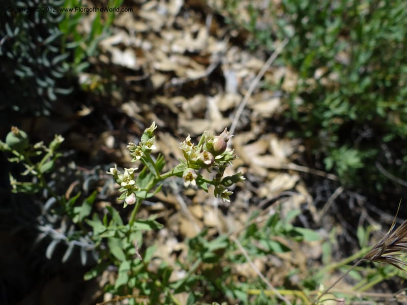 Comandra umbellata, Davidson, C 11942--AZ. Yavapai Co. Crown King Rd. 7 May 2012. DSC0894 1 (103).JPG