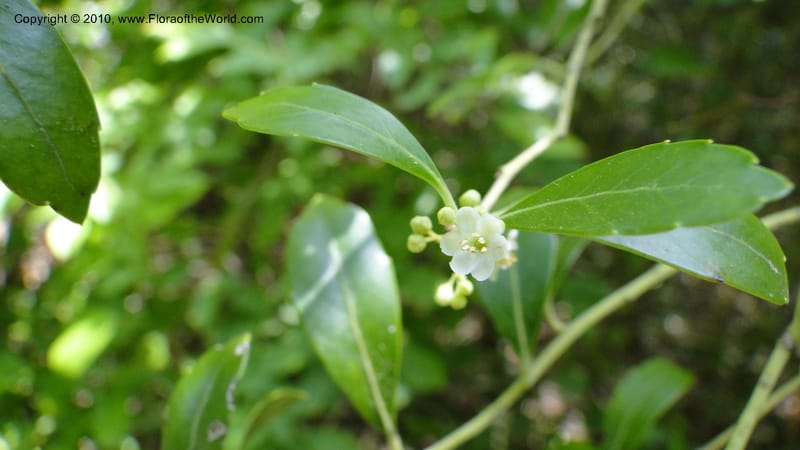 Ilex glabra, Mori 27396--North Carolina. Johnson Co. Hwy 50. SE of Benson. 21 May 2010. 091 (82).jpg
