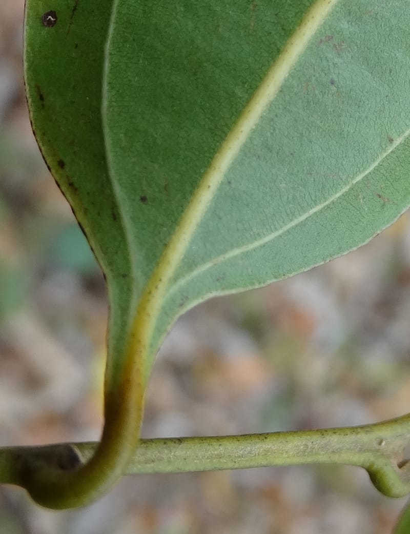 Cryptocarya, Lowry, P 7337--Fiji. Vesidrua Vill. 5 Nov 2015. DSC09215 (41).JPG