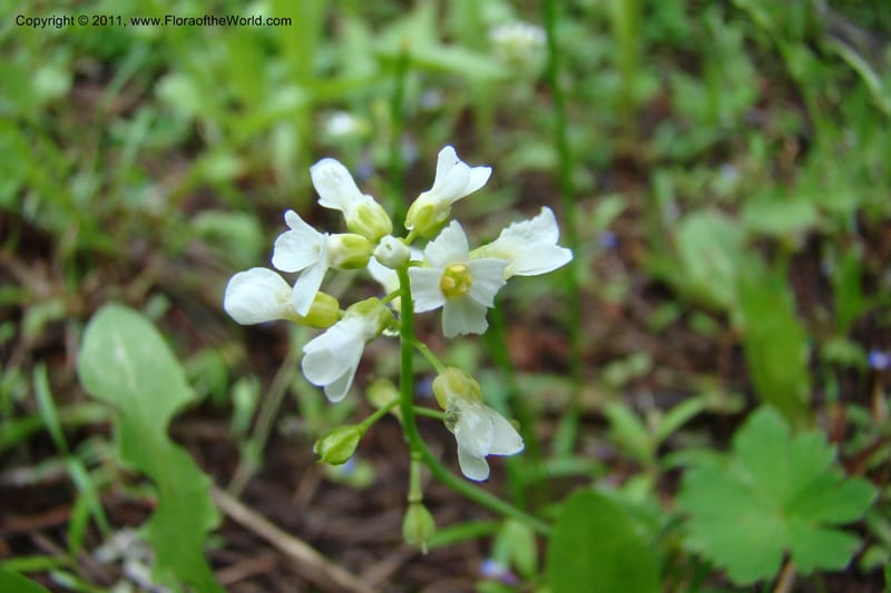 Thlaspi fendleri, C. Davidson 11425--Idaho. Adams Co. Smokey Boulder Rd. 6 June 2009. 150.jpg