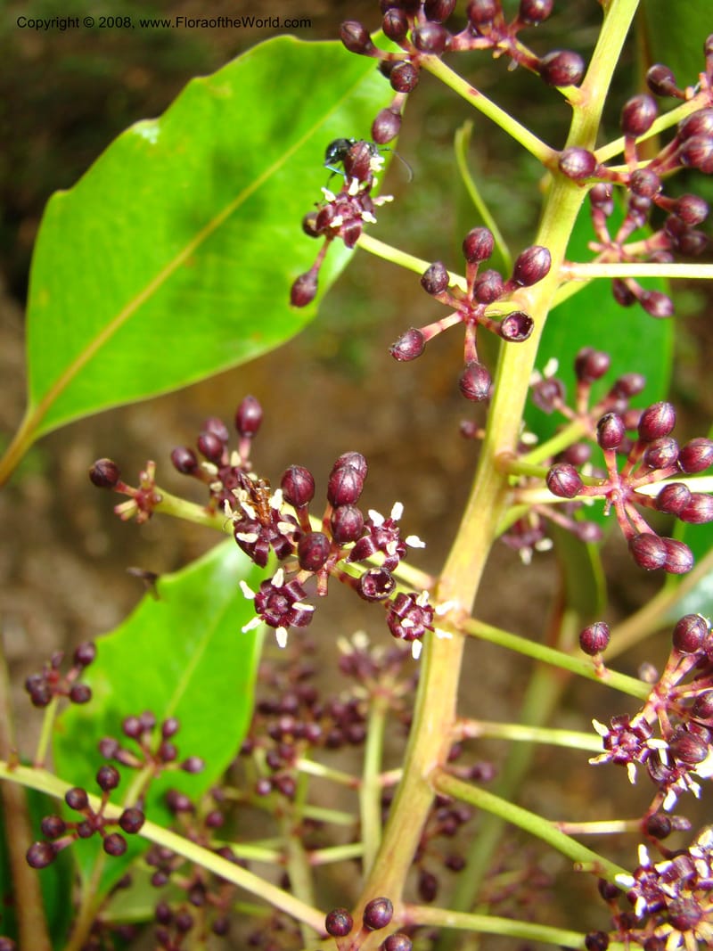 Polyscias dioica, PLowry6901--New Caledonia. Plateau de Dogny. 19 Nov 07. 360.jpg