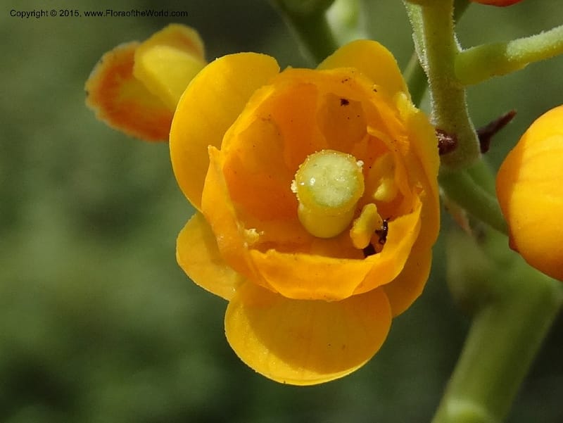 Berberis jamesonii, Ulloa, C 2504--Ecuador. Antesana. Lga. Sta. Lucia. 24 Apr 2015. DSC02778 (161).JPG