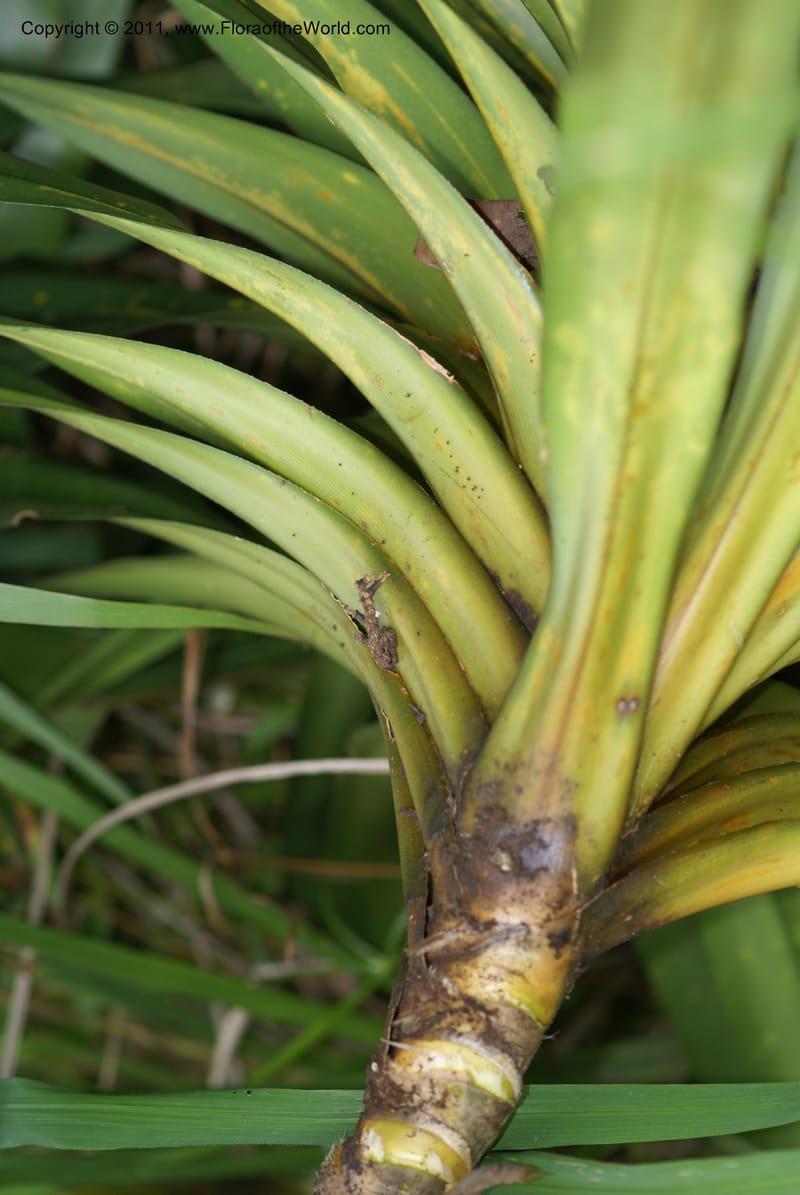 Freycinetia,  Munzinger, J 4780--New Caledonia, Aoupinie, 15 ov 2007   DSC06741 (10).JPG