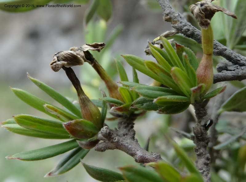 Wikstroemia, Boufford, D 43598--China. Sichuan. Yonghe Village. 6 May 2014. DSC04110 (50).JPG