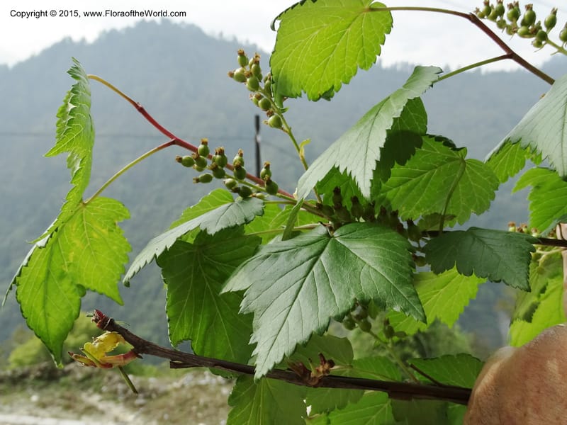 Ribes, Boufford, D 43667--China. Sichuan. GuoBaYan, HanBaiYu Shan. 12 May 2014. DSC05373 (236).JPG