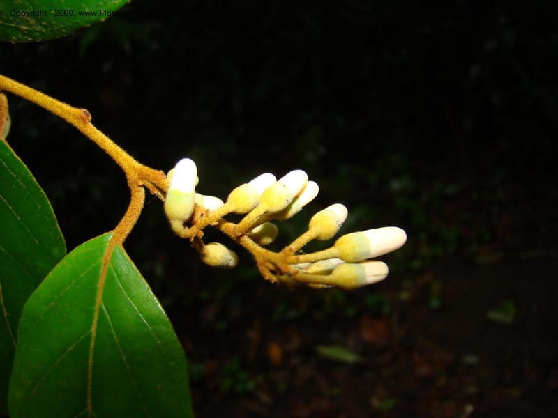 Styrax nicaraguense, WDStevens27263--Nicaragua. Matagalpa. Cerro Picacho at Selva Negra. 16 Jun 08. 026.jpg