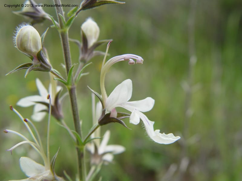 Teucrium pseudochamaepitys--Spain. Almeria Prv. Cantera de los Yesos, off AL140. 16 (33).jpg