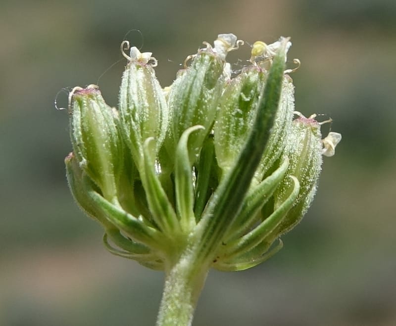 Lomatium simplex, C. Davidson 13563--ID. Blaine Co. Rock Creek Preserve. TNC. 14 May 2017. DSC00477 (96).JPG