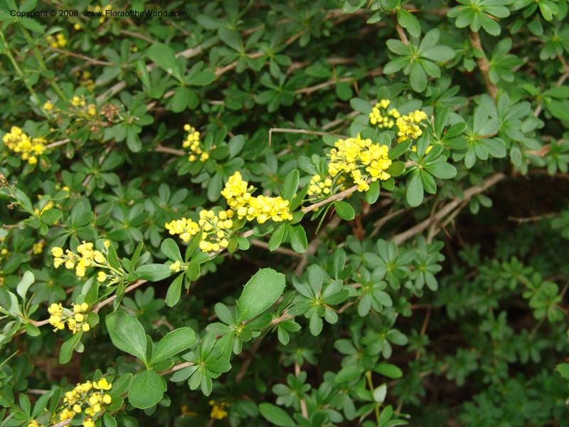 Berberis beaniana--IL. Chicago. Morton Arboretum. 1 Jul 05. 110.jpg