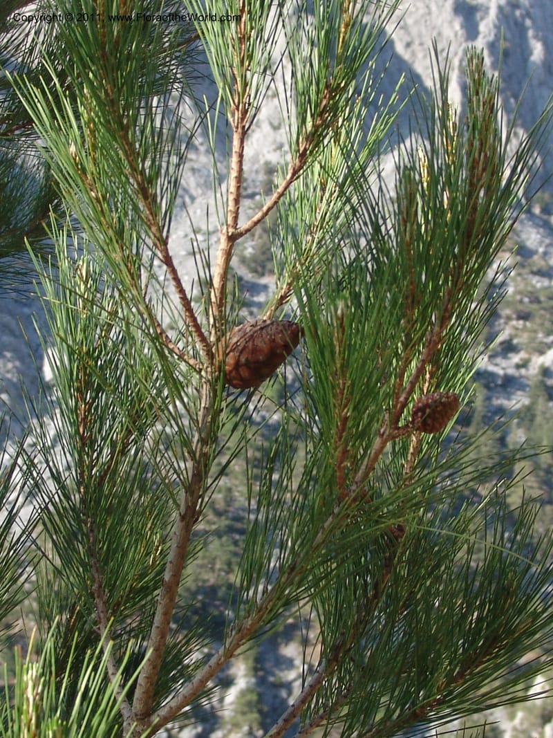 Pinus halapensis ssp brutia--Crete. Samaria Gorge. 27 May 05. 030.jpg