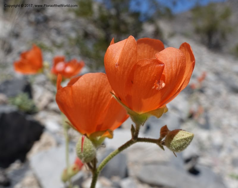 Sphaeralcea ambigua var. rugosa, Davidson, C 13113--California. Inyo Co. N. Death Valley Rd. Stop 1. 18 Apr 2016.  (21).JPG