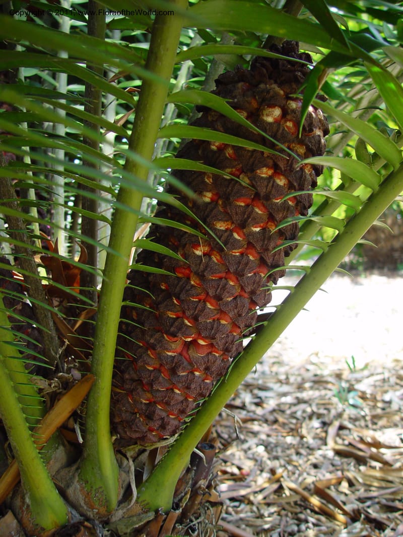 Encephalartos hildebrandtii--FL. Fairchild Bot. Gard. 7 Apr 03. 121.jpg