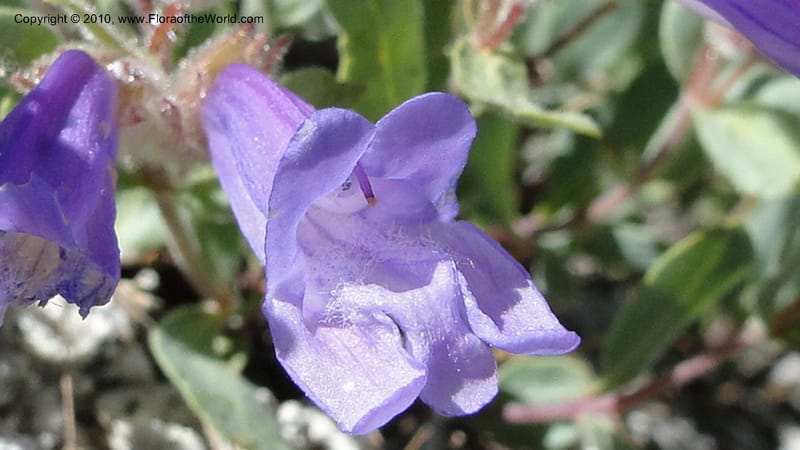Penstemon montanus var. idahoensis, C. Davidson 11762--ID. Valley Co. Road to Gold Fork Looklout. 16 July 2010. 164 (5).jpg
