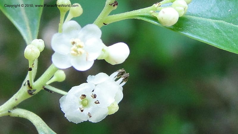 Ilex glabra, Mori 27396--North Carolina. Johnson Co. Hwy 50. SE of Benson. 21 May 2010. 091 (75).jpg