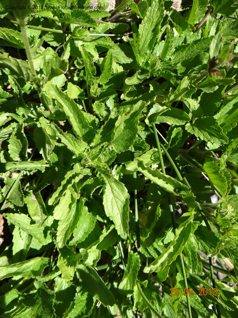 Stachys grandidentata, W. D. Stevens 34186--Chile, La Laguna Maule, 22 Feb 2013 9561 (4).JPG
