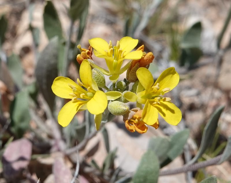 Lesquerella gordonii, C. Davidson 13997--AZ. Cochise Co. Geronimo Trail Rd. 10 Apr 2019. DSC07357 (70).JPG