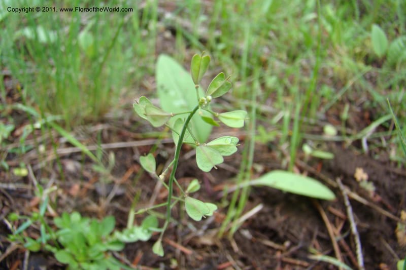 Thlaspi fendleri, C. Davidson 11425--Idaho. Adams Co. Smokey Boulder Rd. 6 June 2009. 127.jpg