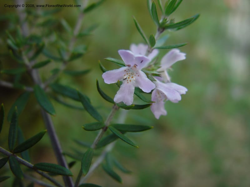 Westringia fruticosa--CA. UCLA. Mathias Bot. Gard. 13 Feb 03. 127.jpg